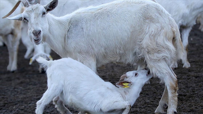 ELK; KUZU OLAK VE OBAN DESTEK BAVURULARI 2 EYLLDE BALIYOR