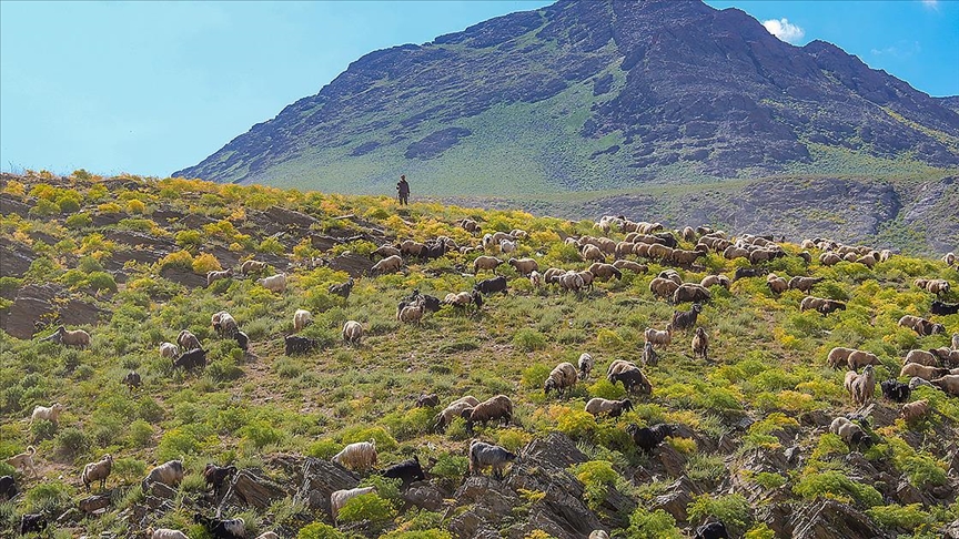 ELK: 2024 HAZRAN HAYVANCILIK STATSTKLERN DEERLENDRD